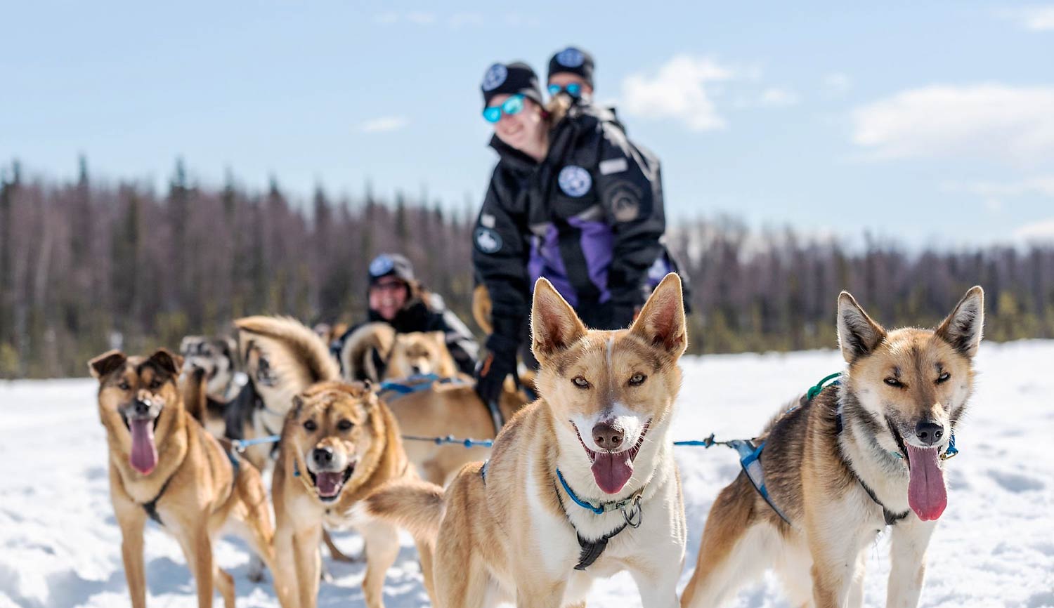 Winter sled dog ride