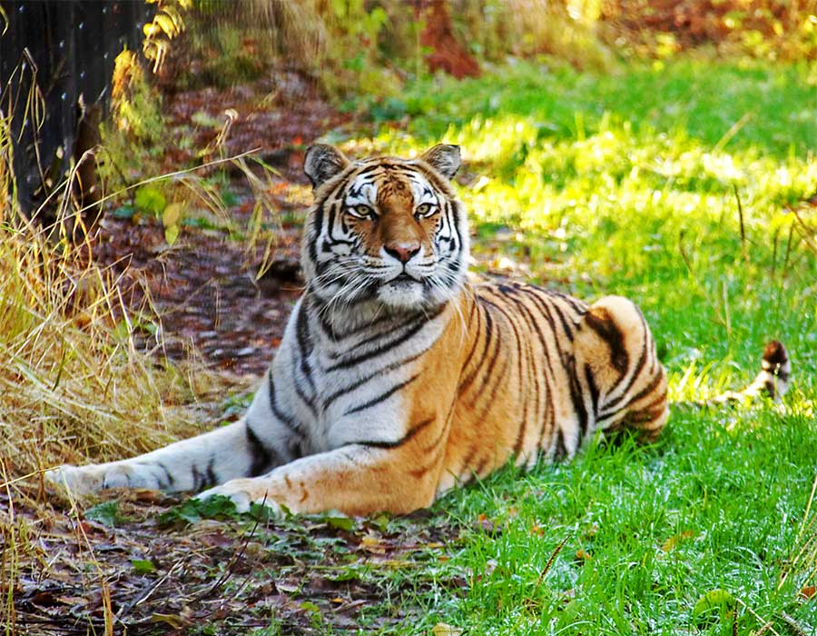 Attached image file Alaska Zoo Review