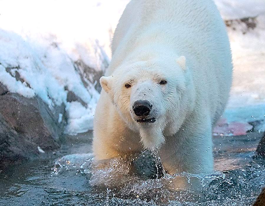 Attached image file Alaska Zoo Review