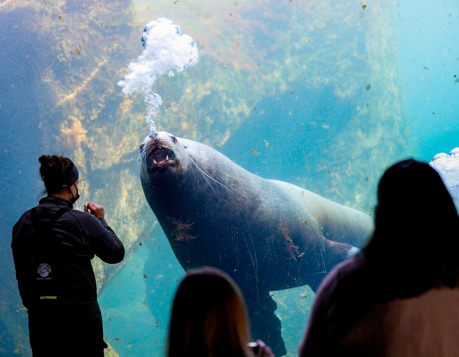 Attached image file Alaska Sealife Center Review