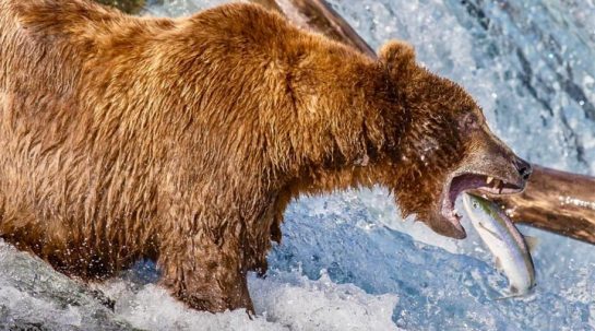 Alaska Bear Trips