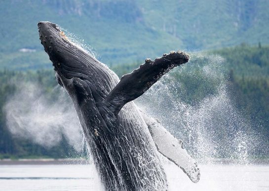 alaska whale watching