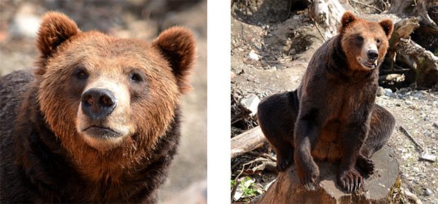 bear viewing alaska