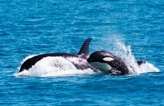 seward alaska orca whales