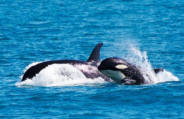 seward alaska orca whales