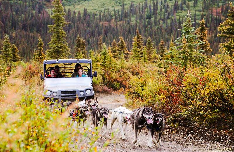 alaska dog sled tours